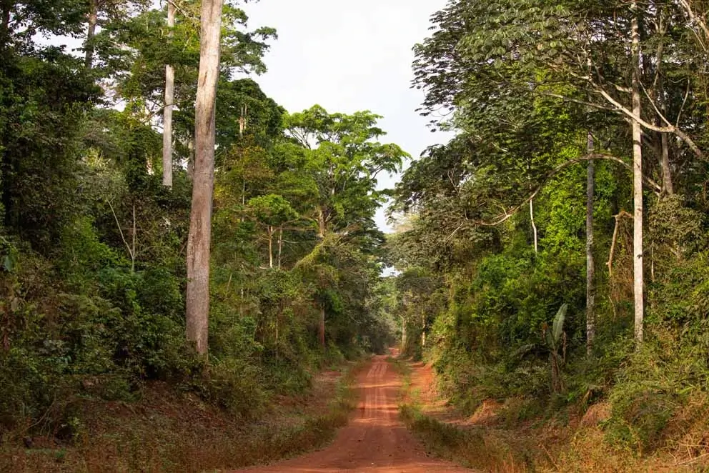 Sustainability: Alpi forests in Cameroon obtain FSC Certification