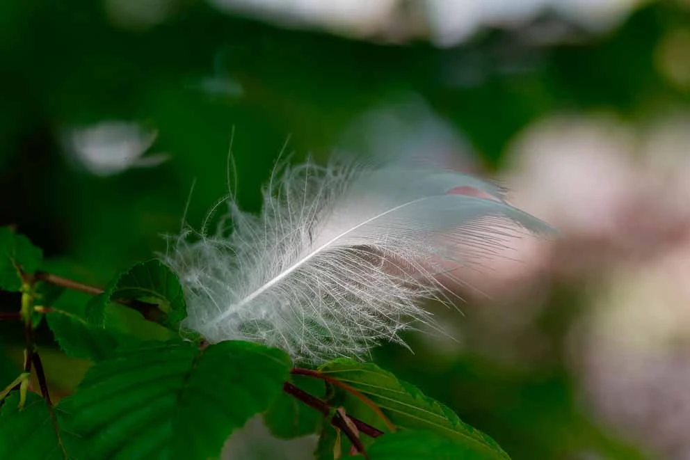 Assopiuma: certification of biodegradable feathers/downs