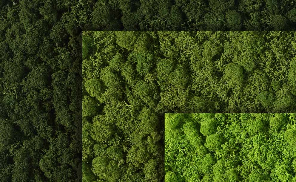 Ostermann Moss Surfaces: Nature in the Spotlight